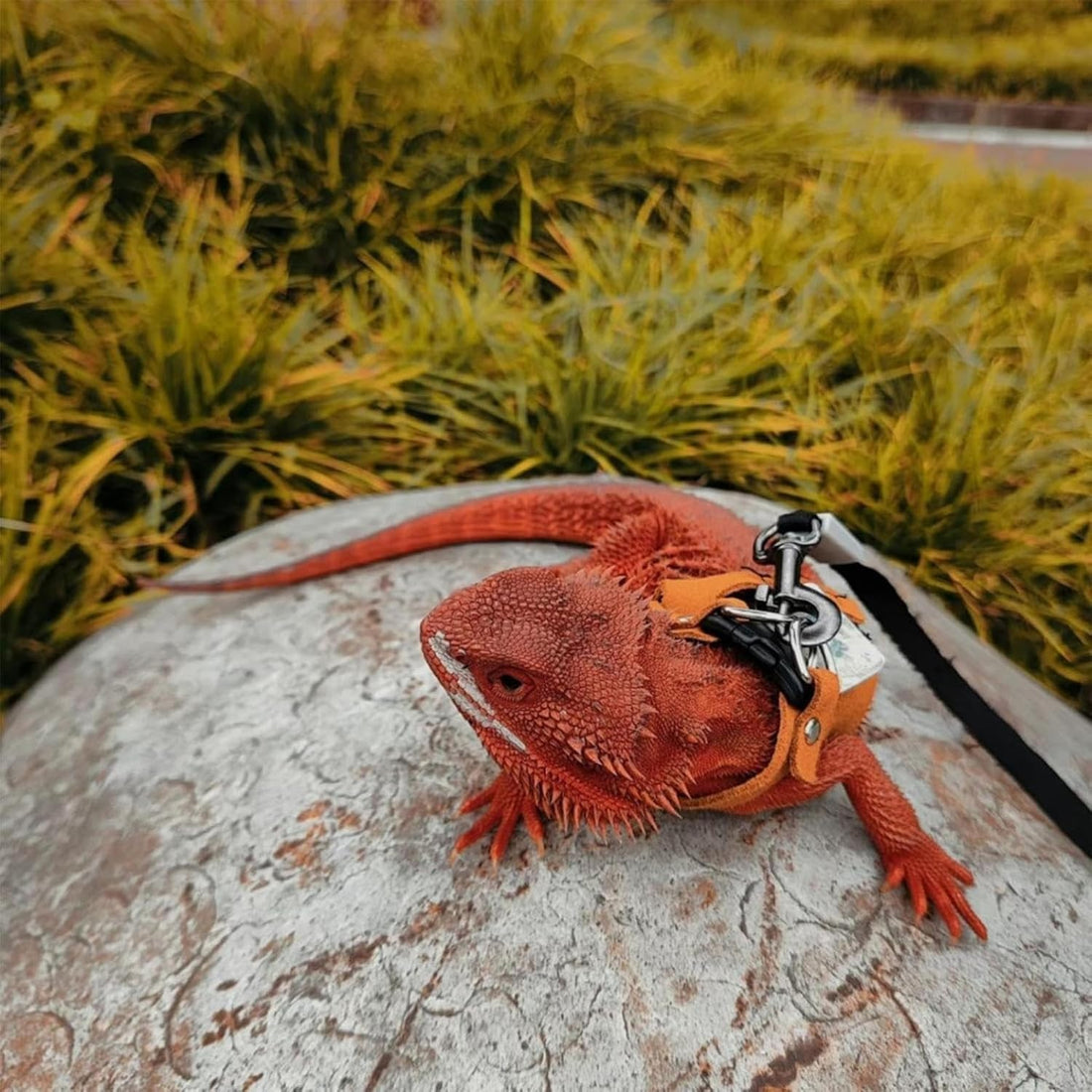 KABASI 3 Size Adjustable Bearded Dragon Harness Leash Set