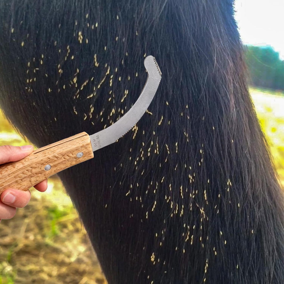 Bot Egg Knife for Horses, Precision Grooming for Bot Egg Removal