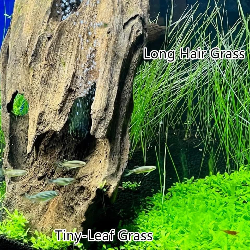 3 Bags Aquarium Plant S.e.e.d set, not aritifical plastic