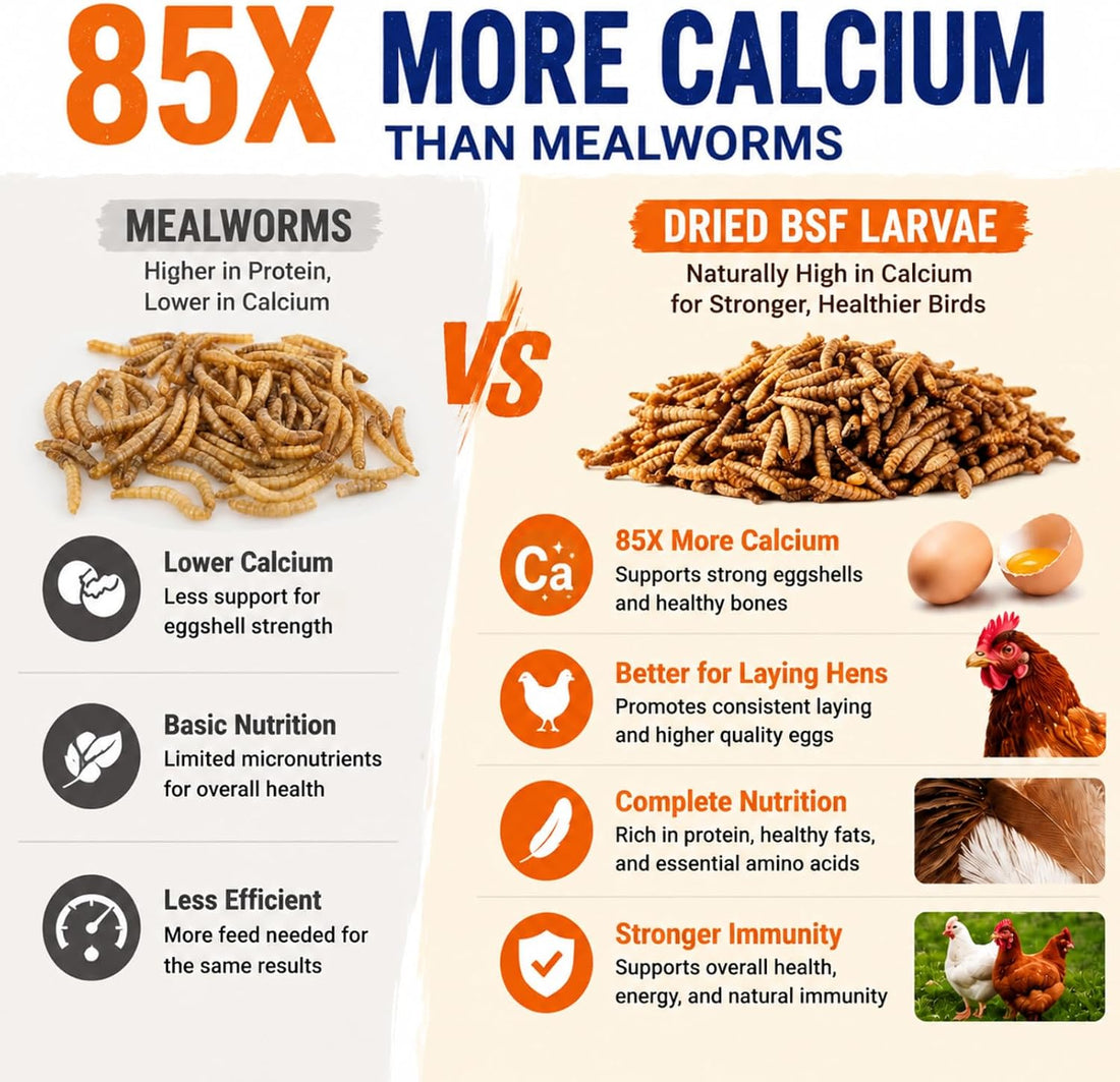 MEILLEURE 5lbs Dried Black Soldier Fly Larvae for Chickens