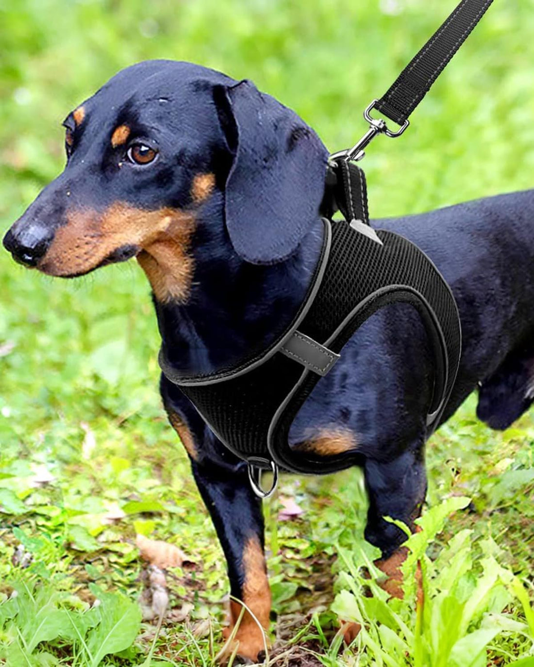 Joytale Step-in Dog Harness, Soft Breathable Mesh, Black M
