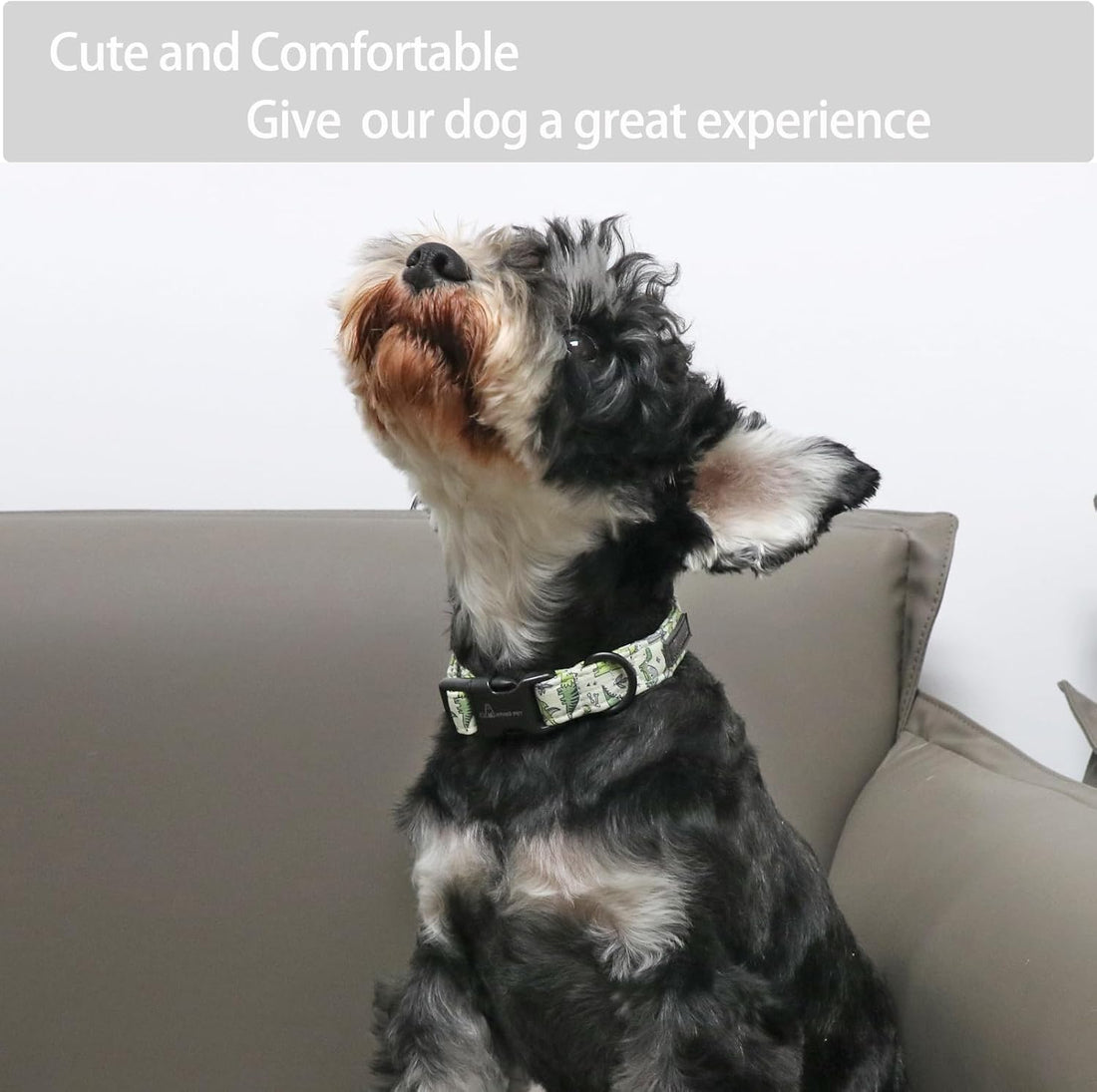 ARING PET Dinosaur Dog Collar-Cute Dog Collar for Small Dogs