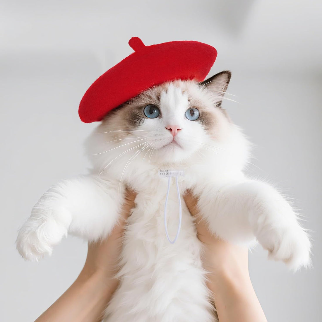 choyaxo 1pcs Dog Beret Funny Artist Dog hat for Small Dogs Cat