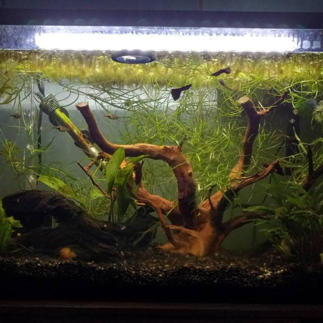 AWXZOM Natural Large Spider Wood Driftwood for Aquarium, Terrarium