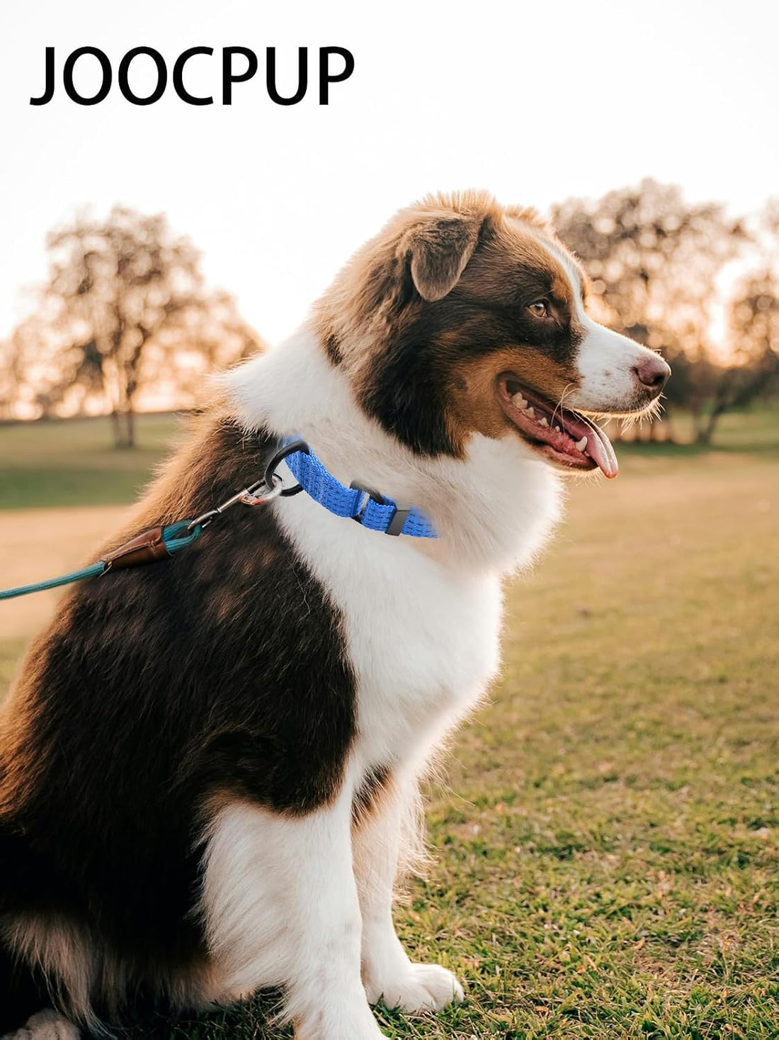Martingale Dog Collar, Reflective No Pull with Buckle, Blue, M