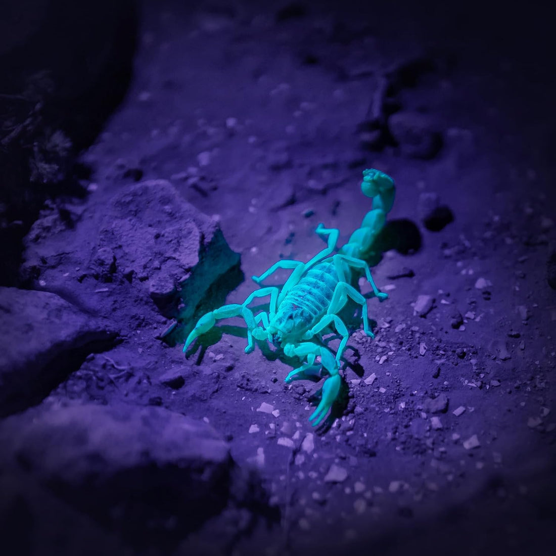 COSOOS 2 UV Black Light Flashlight