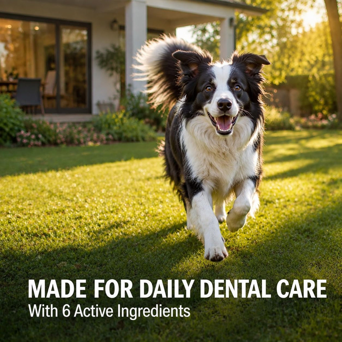 Holipaw Dental Chews for Dogs, Daily Oral Care Chews, 60 Count