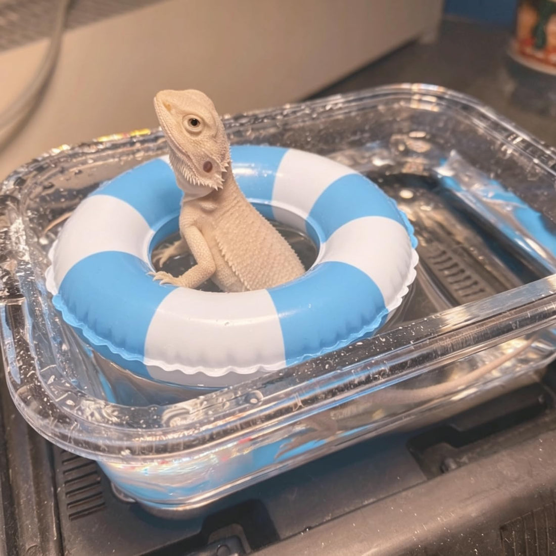 Foldable Bearded Dragon Bathtub with 2Pcs Reptile Mini Swimming Rings