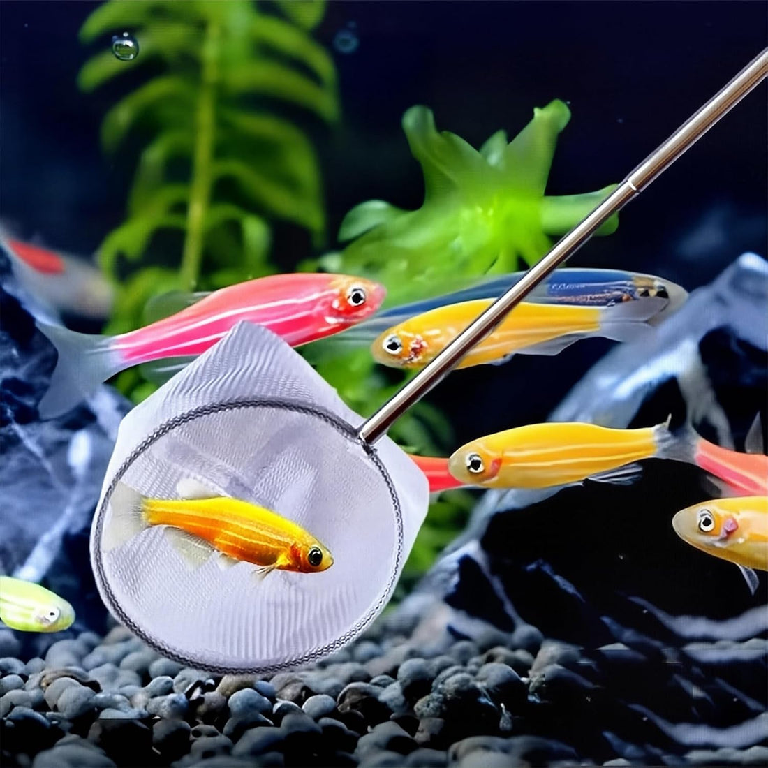 2-Pack Aquarium Fish Net,Fast-Dry Mesh Scoop with Extendable Handle