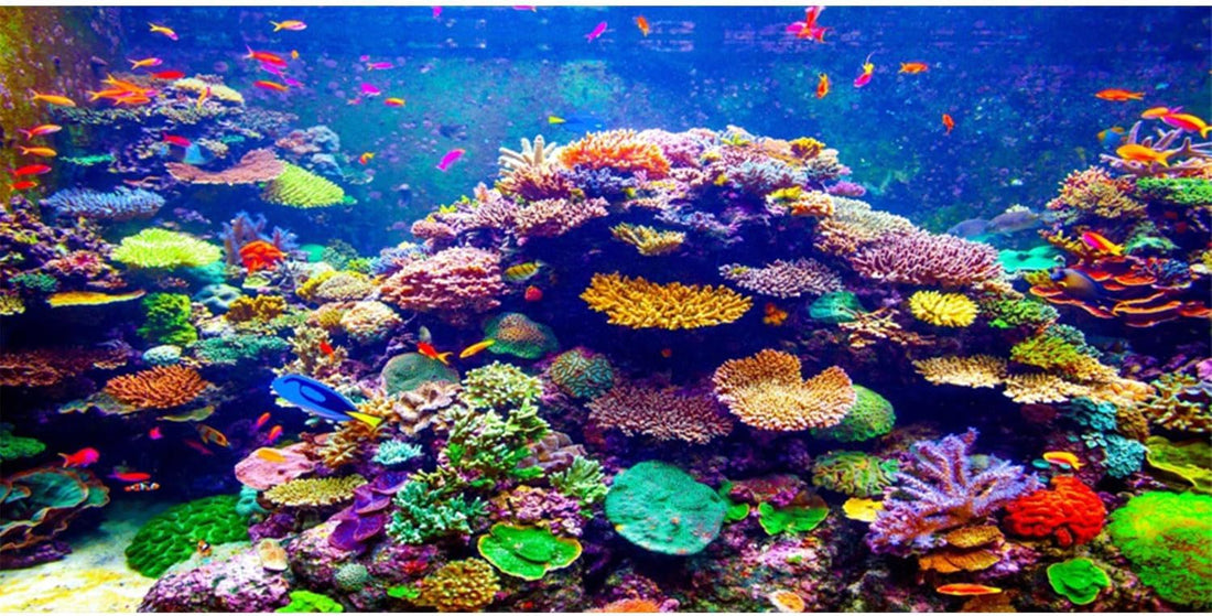 Undersea Aquarium Background 24x12 in Coral Tropical Fish Tank