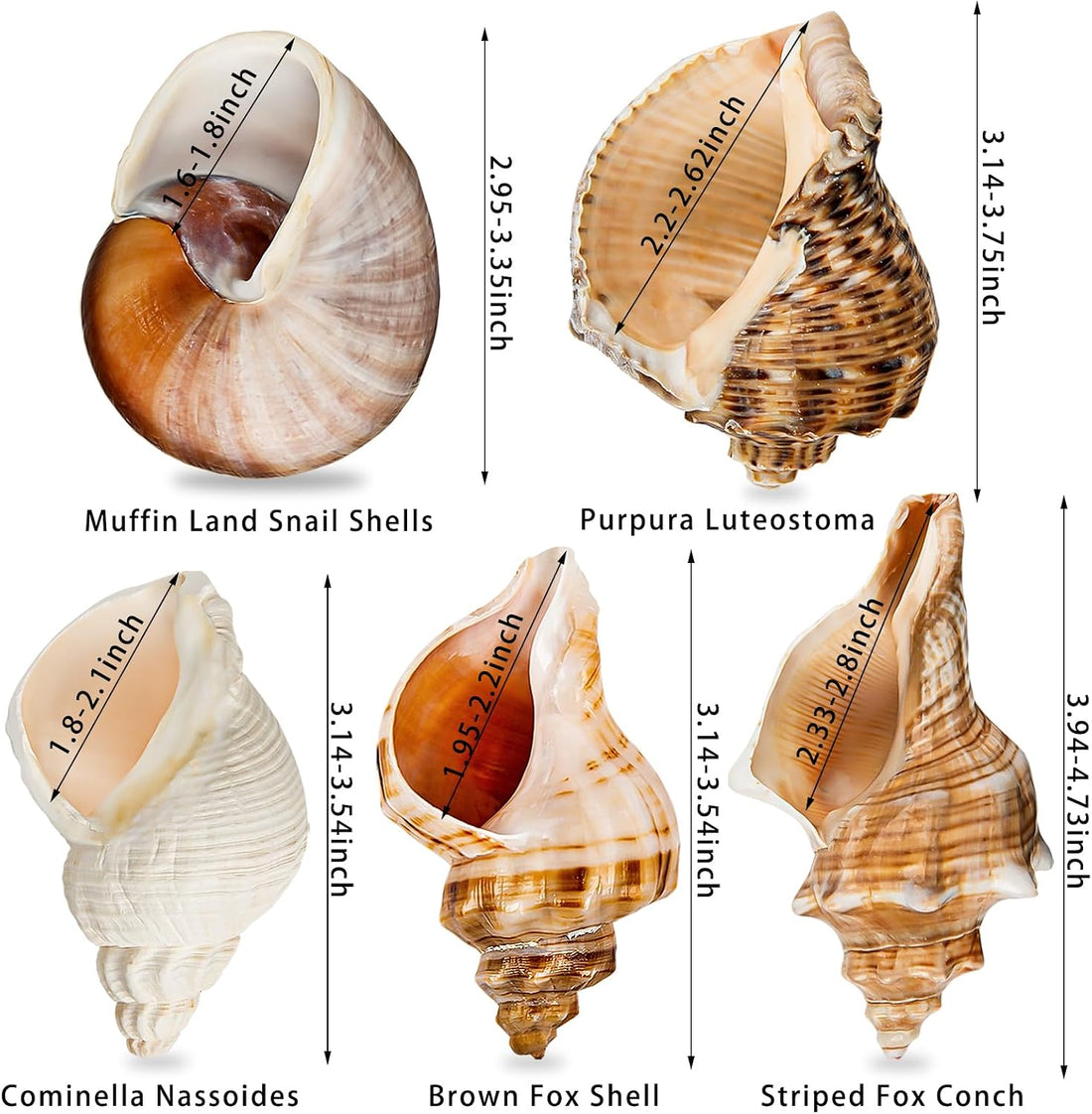 5PCS Extra Large Hermit Crab Shells 3"-4.7", Opening 1.6"-2.7"