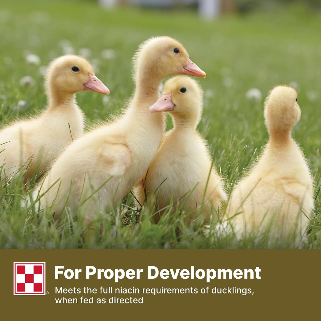Purina | Nutritionally Complete Duck Feed for All Life-Stages