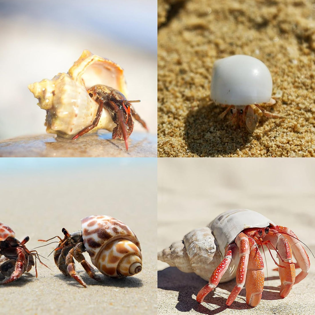 12PCS Hermit Crab Shells 1.6"-3.2", Growth Turbo Seashells
