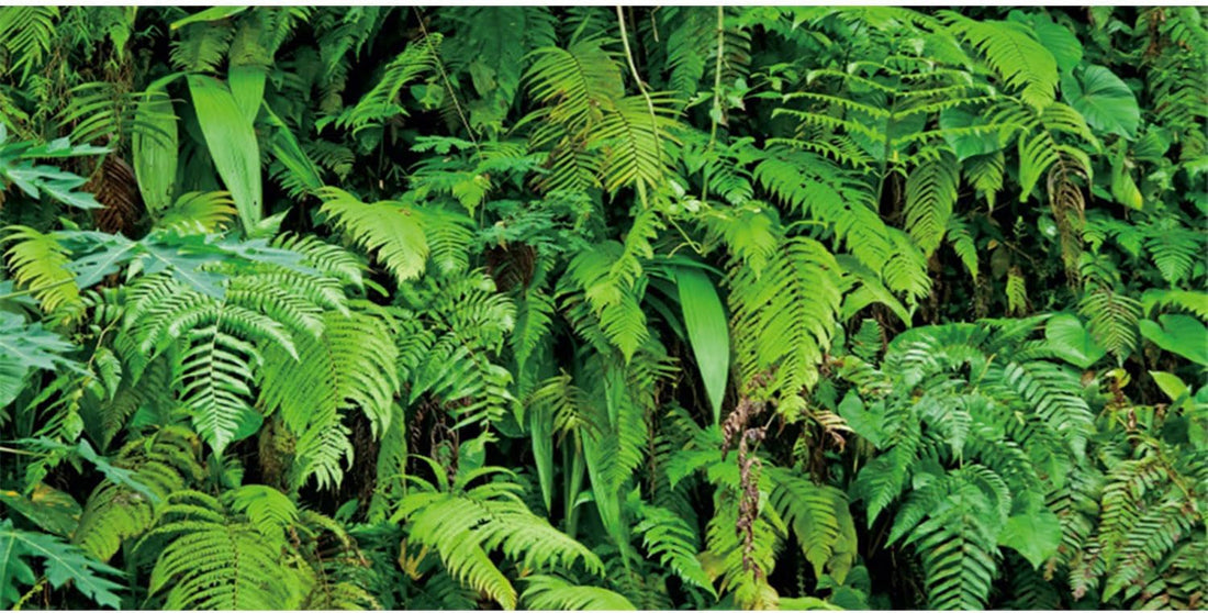 48x24 in Terrarium Backdrop Rainforest Plant Reptile Habitat