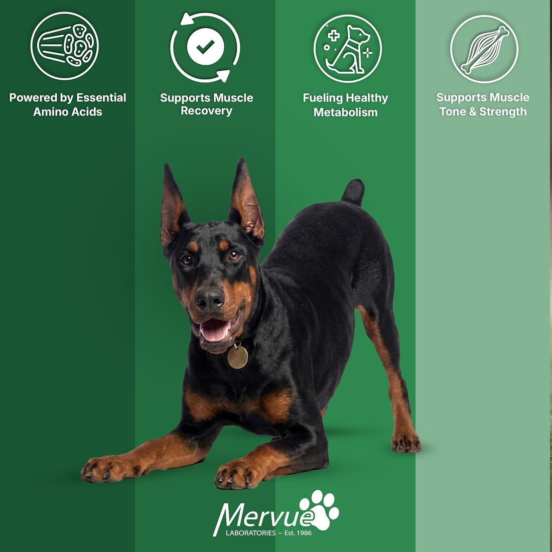 Mervue Muscle Builder for Dogs - L-Carnitine, BCAAs