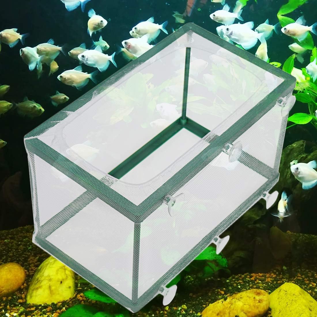 Xiaoyztan Aquarium Breeder Box with Suction Cups for Baby Fish