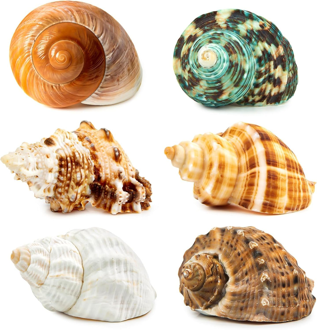6PCS Hermit Crab Shells Medium to Large 2.3"-3.5" Shells