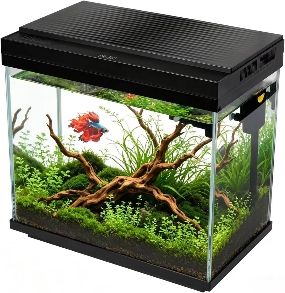 3 Gallon Fish Tank with Filter and Light