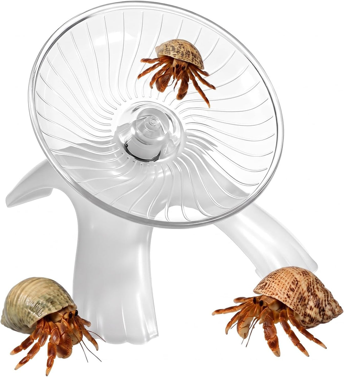 Hermit Crab Exercise Wheel, Silent Running Wheel Small Animal