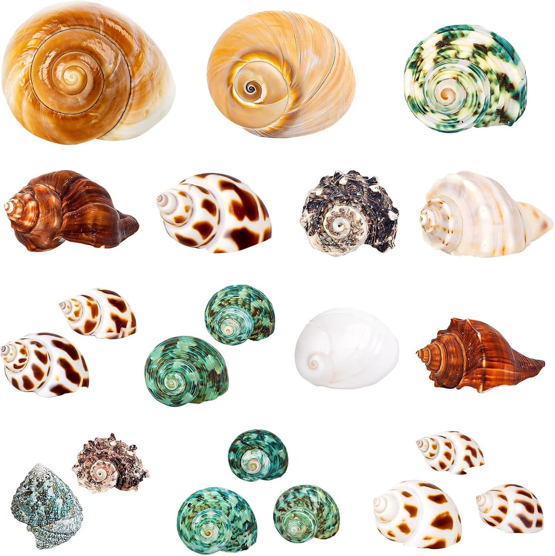 21PCS Hermit Crab Shells 1.3"-3.2", Growth Turbo Seashells