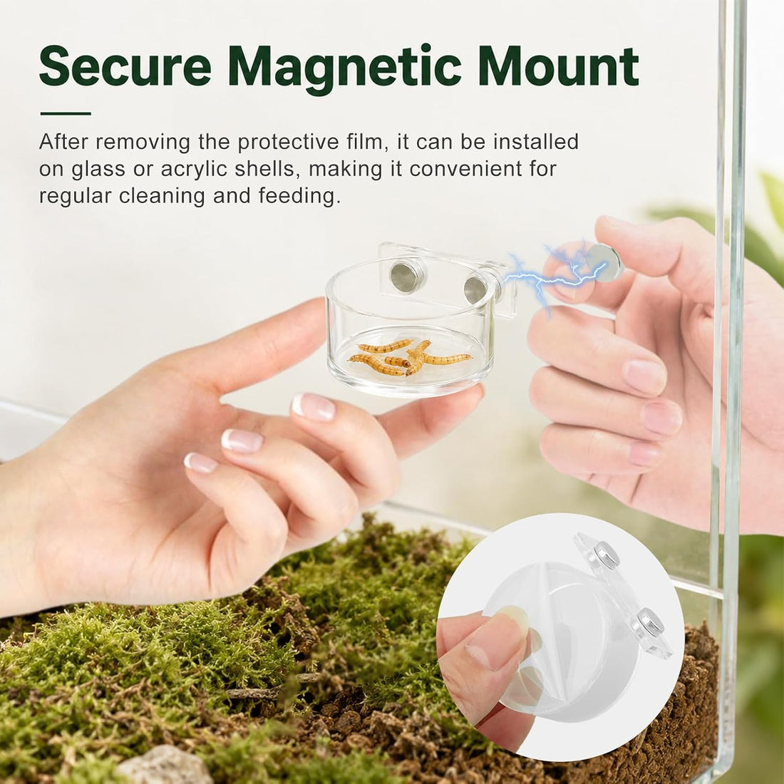 Jumping Spider Feeding Dish Set