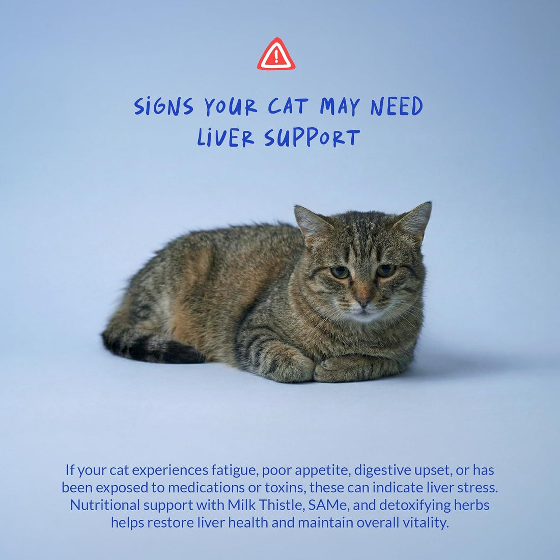 Milk Thistle for Cats Liver Support, Kidney Health & Detox Support