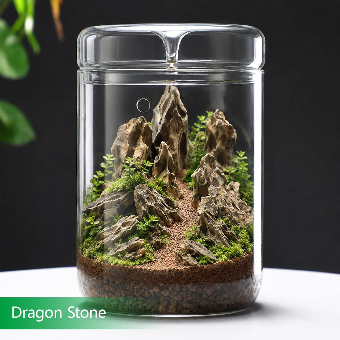 Natural Slate Stone 2-3 in 1LB Terrarium Rock for Miniature