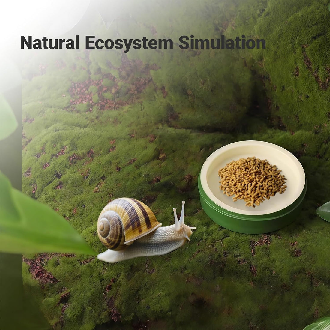 2 Pack Snail Water and Food Bowl，atural Design Food Bowl for Pet