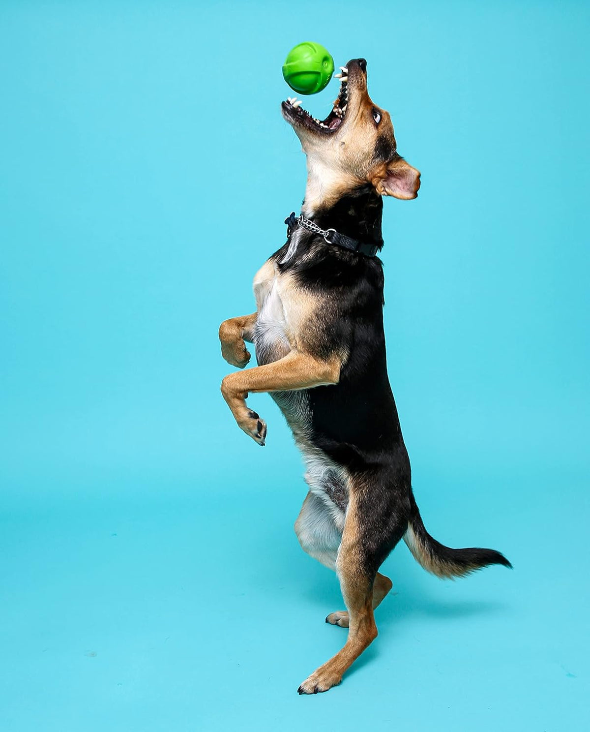 Hartz Dura Play Bacon Scented Squeak Ball Dog Toy for Small Breeds