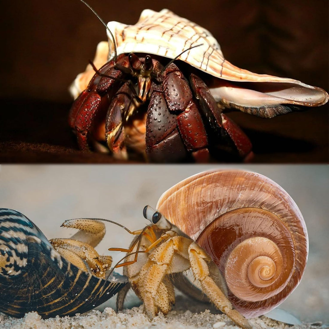 5PCS Extra Large Hermit Crab Shells 3"-4.7", Opening 1.6"-2.7"