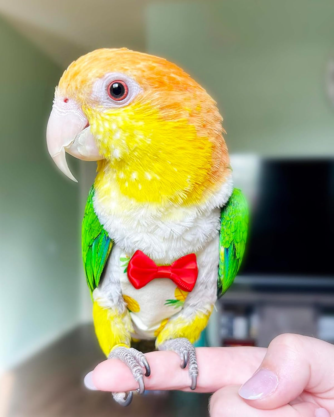 Bird Diapers 2 Pack, Small Parrot Clothes