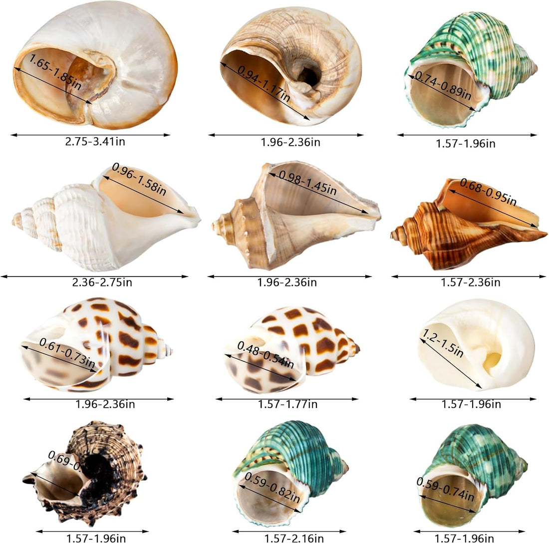 12PCS Hermit Crab Shells 1.6"-3.2", Growth Turbo Seashells