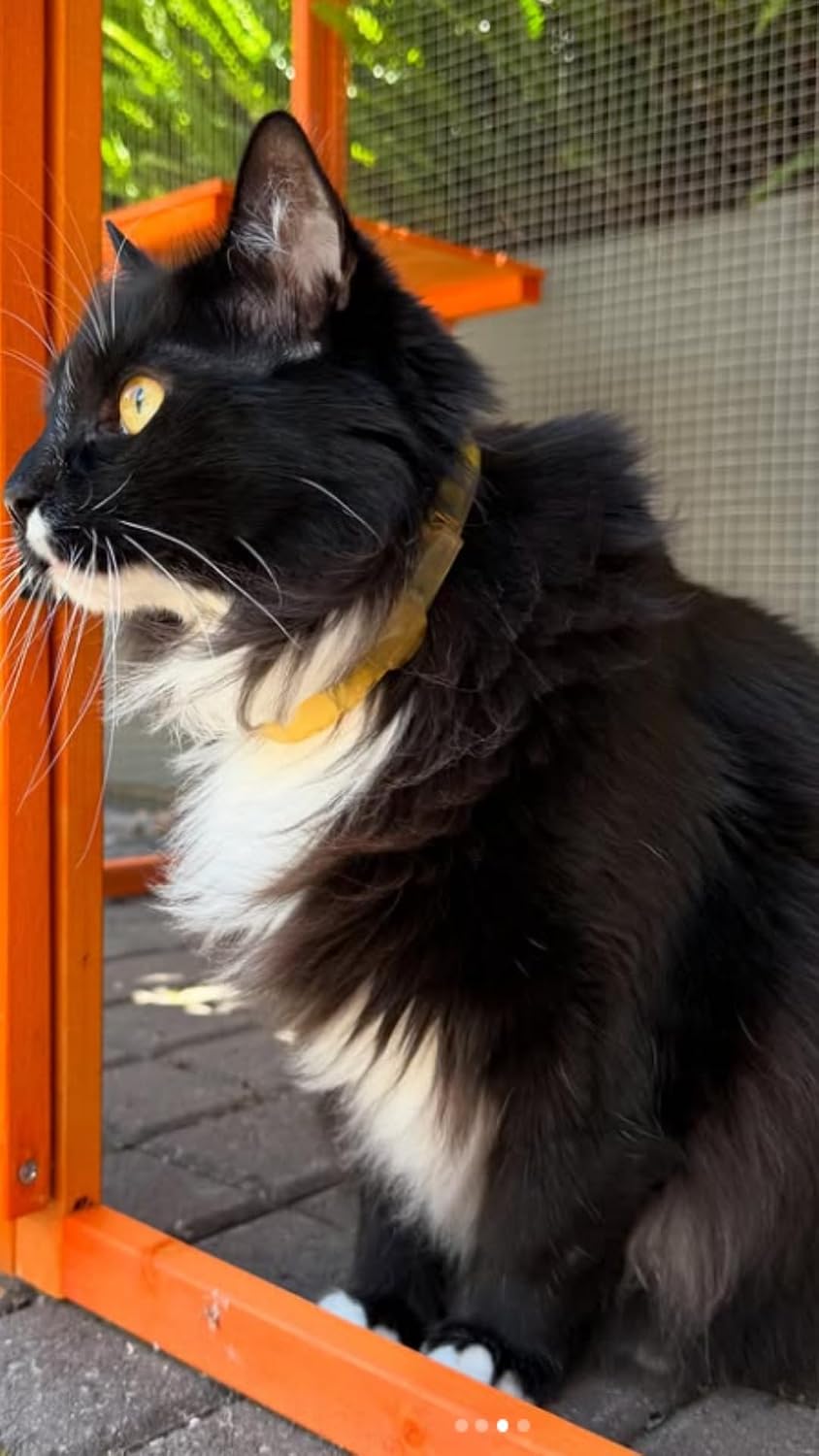 ALZOO Flea & Tick Collar for Cats, Up to 4 Months