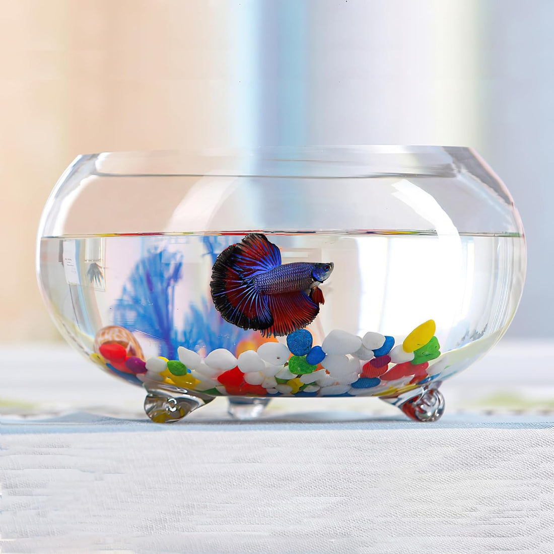 2 Gallon Glass Fish Tank,Sturdy Nicely Betta Fish Bowl,Small
