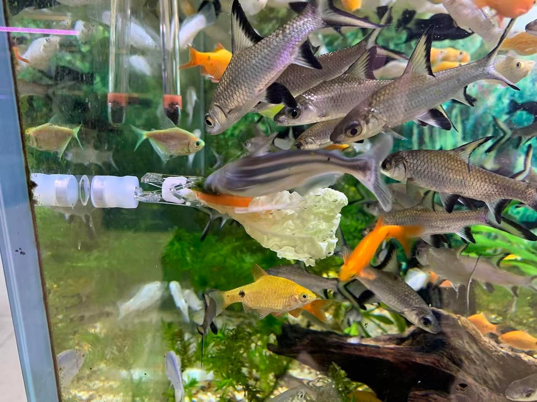 Magnetic Aquarium Veggie Clip Plant Feeding nori Seaweed Clip