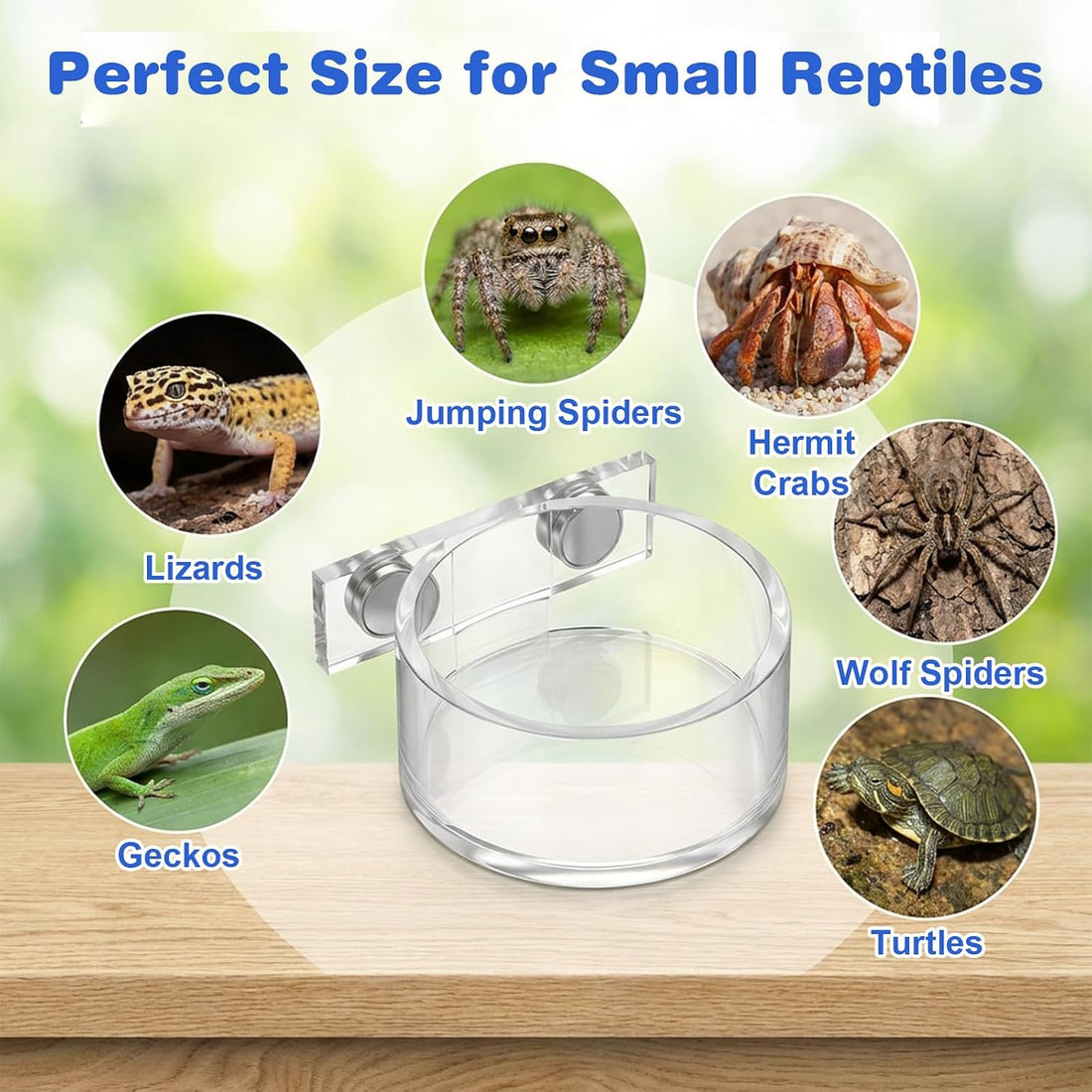 Jumping Spider Feeding Dish Set, Water Bowl with Tweezer