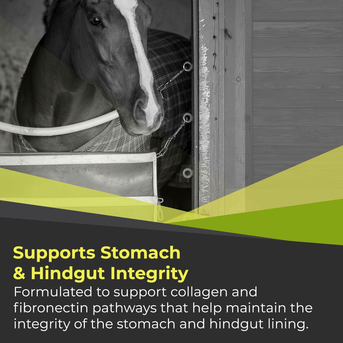GastroMend XC Stomach Support for Horses, 30 Doses