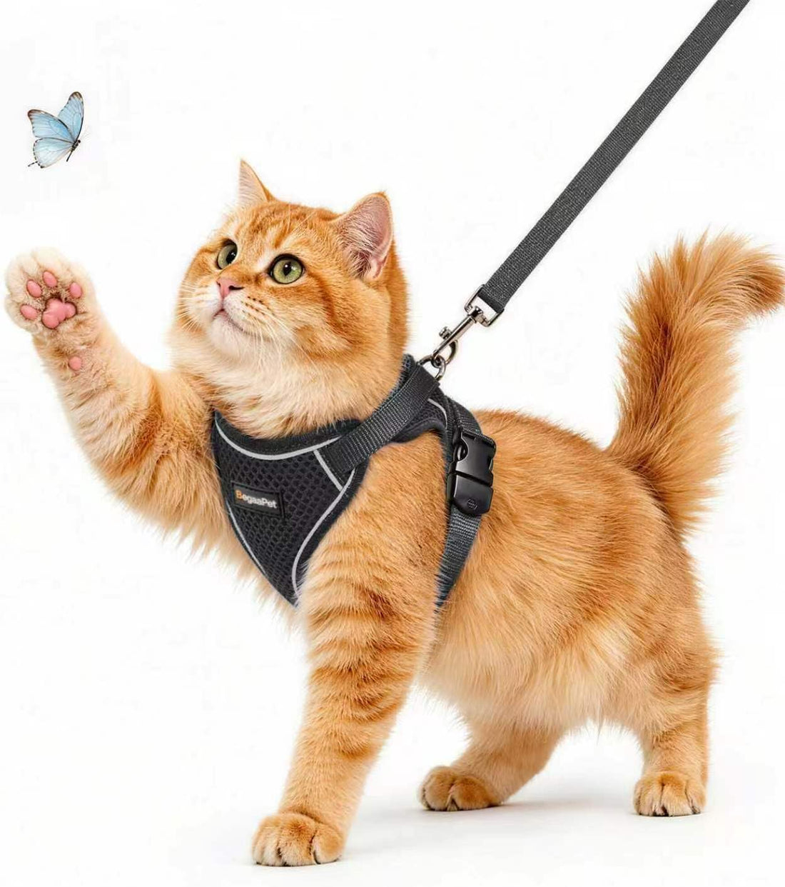Cat Harness and Leash for Walking