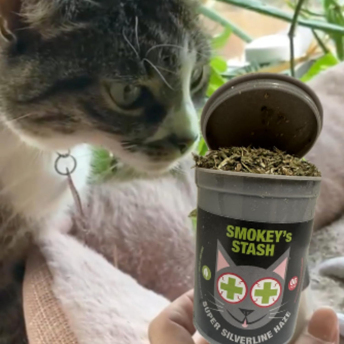 Smokey's Stash Silvervine Haze Potent Catnip and Silver Vine Blend