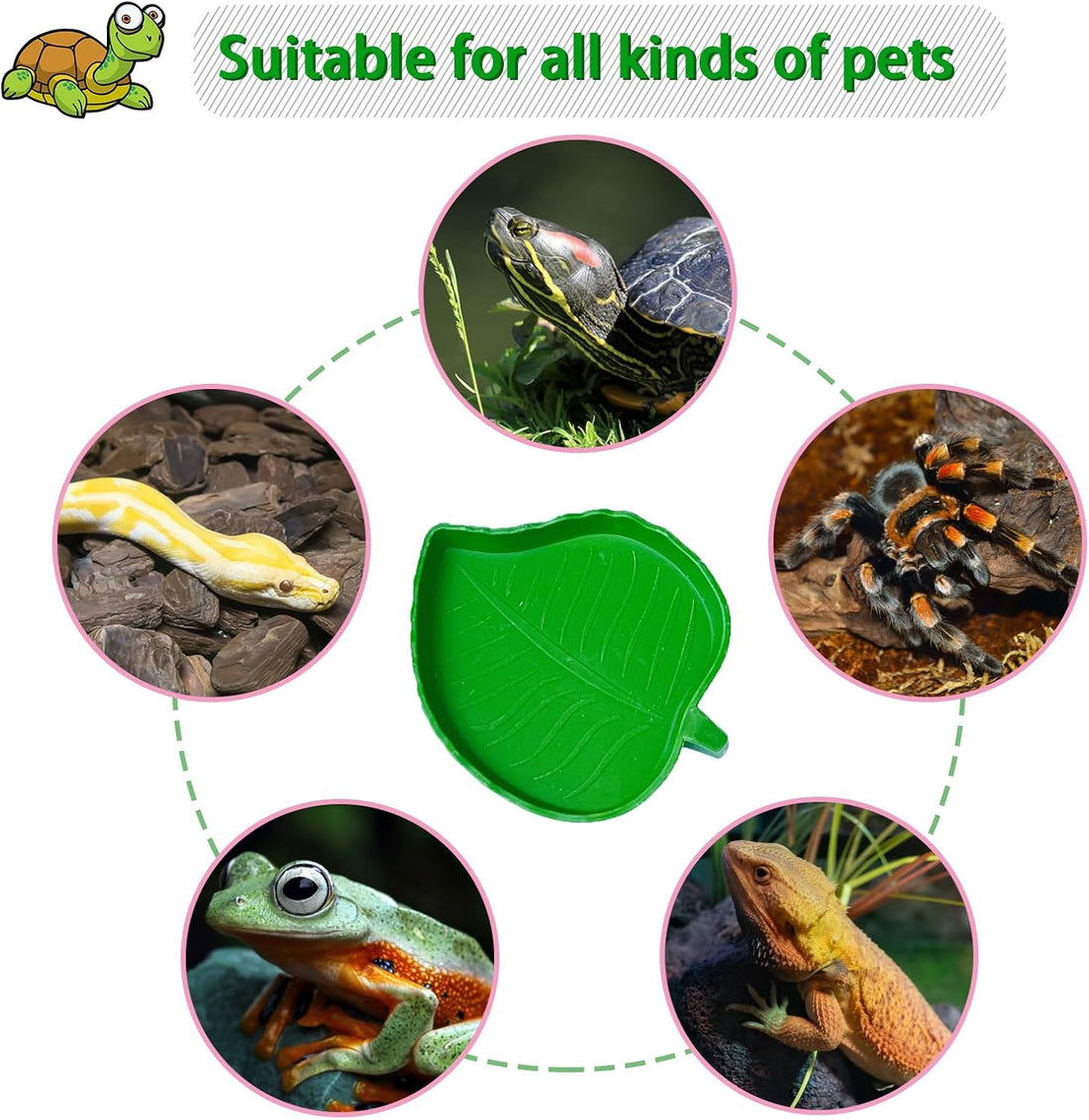 NGORAY Tortoise Feeding Dish with Ramp and Basking-Platform