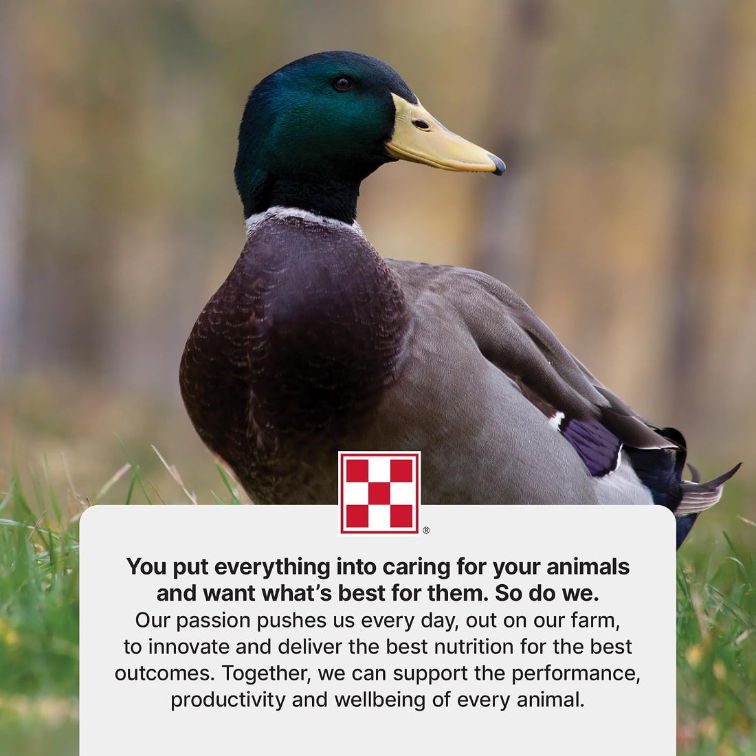 Purina | Nutritionally Complete Duck Feed for All Life-Stages