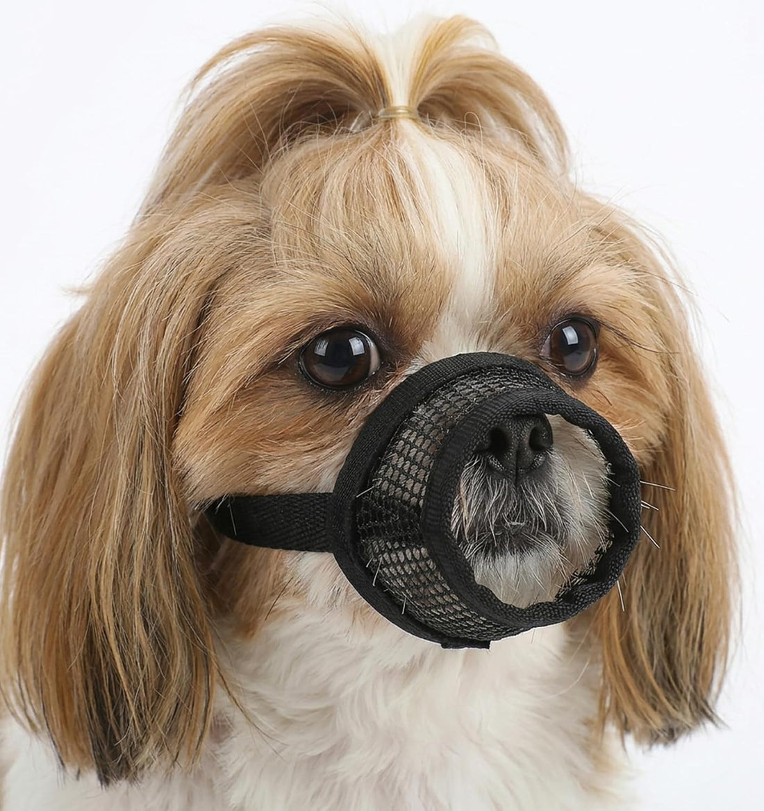 1 Pcs Muzzle for Shih Tzu for Grooming