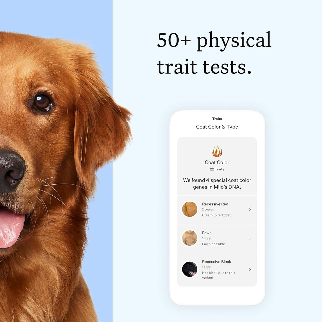 Wisdom Panel Essential Dog DNA Kit: Most Accurate Test for 365+ Breeds