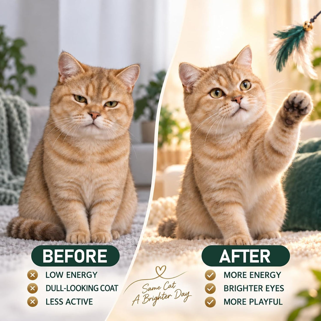 Aim for Cats Powder, Aim Kidney & Immune Health for Cats, 100g