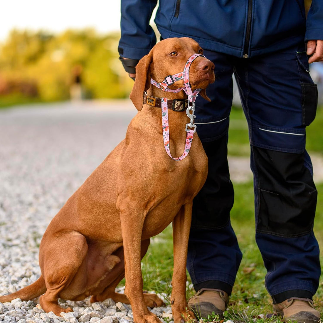 HIGO Dog Head Collar, Adjustable Head Collar for Dogs