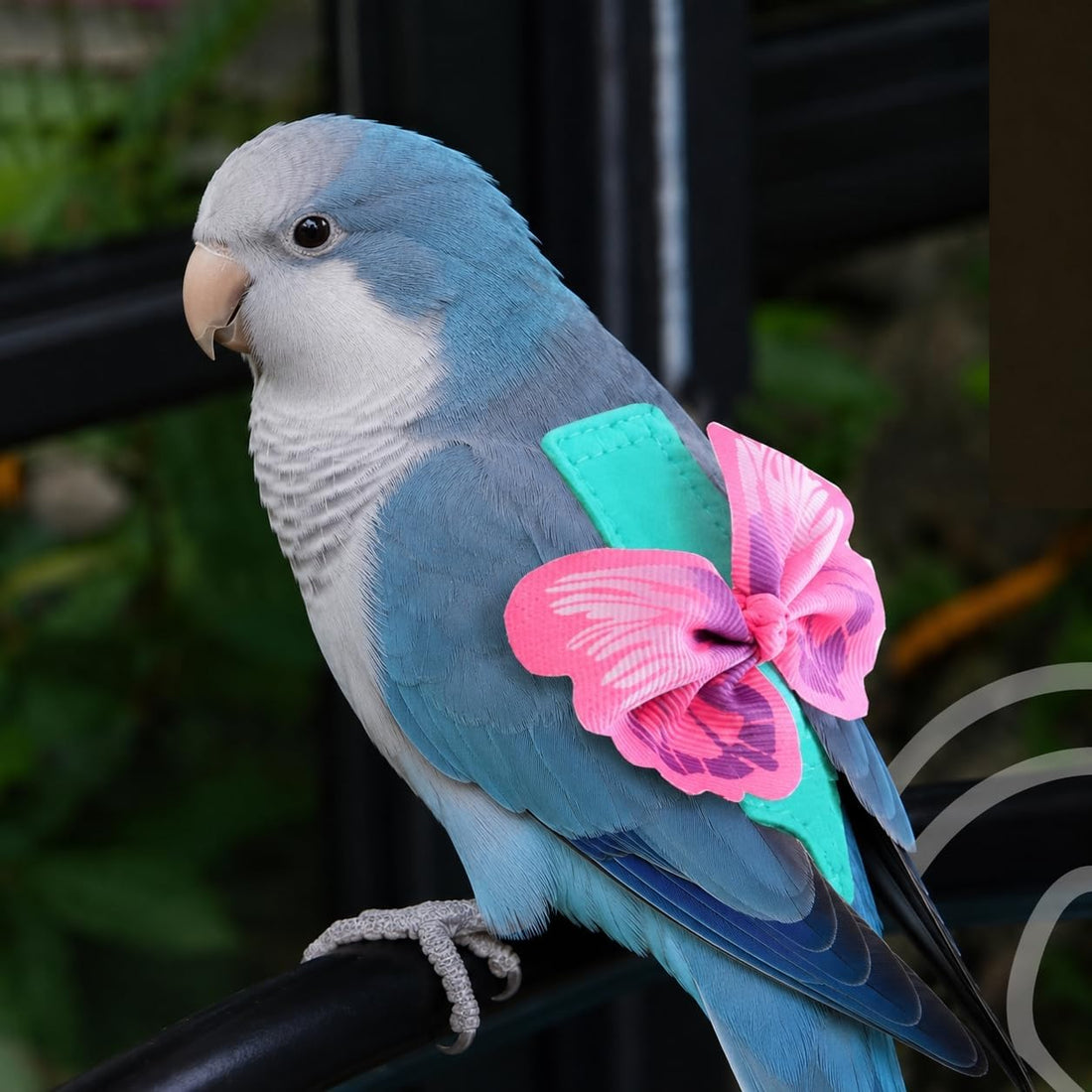 Parrot Diaper Harness with Leash Set for Small/Medium Bird (Size M)