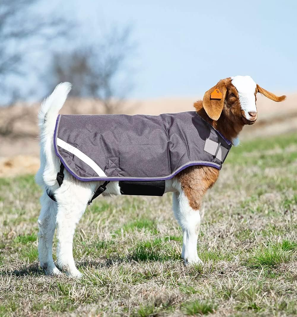 Horseware® Goat Rug - Excalibur/Silver & Strong Blue & Black, S
