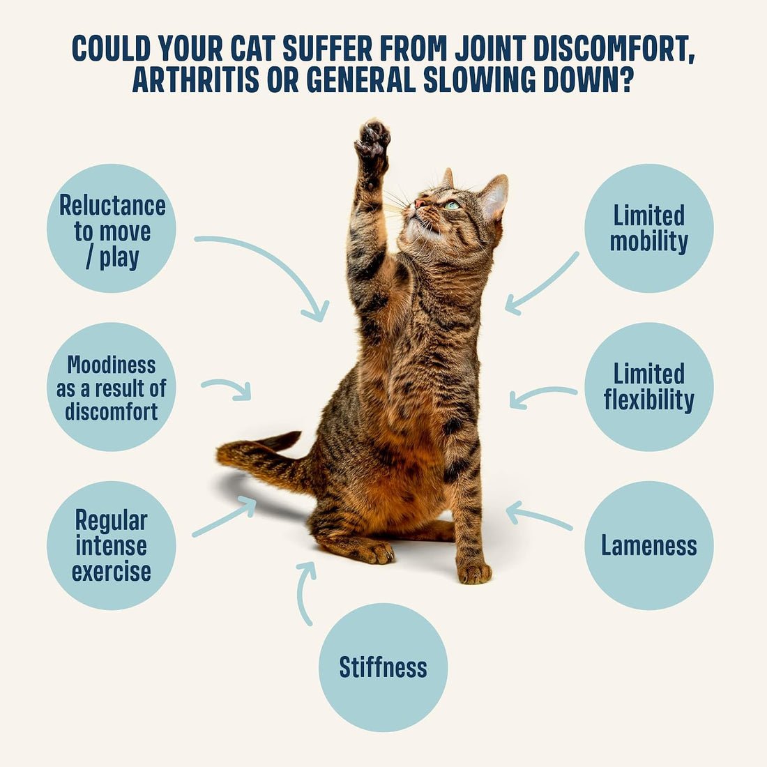 ivvi Hip & Joint for Cats – Functional Cream with Glucosamine