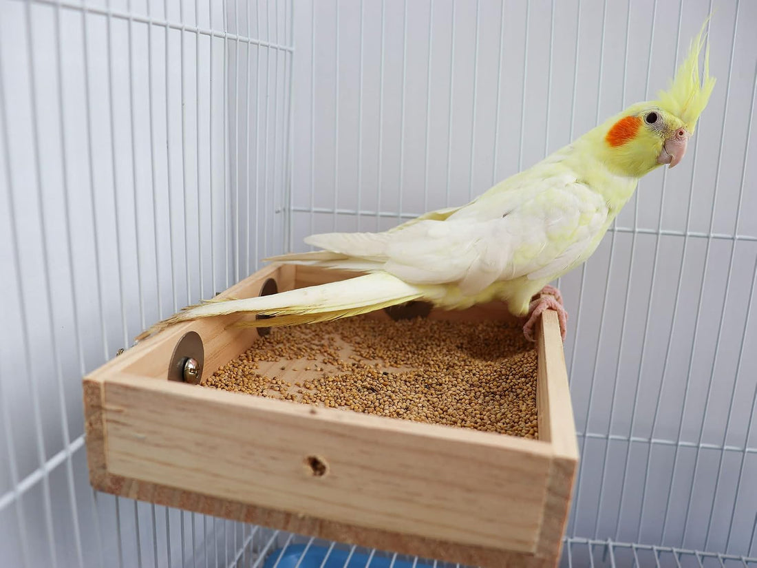 Bird Feeding Cups, Natural Wooden Parrot Perch Stand, Birds Food Dish