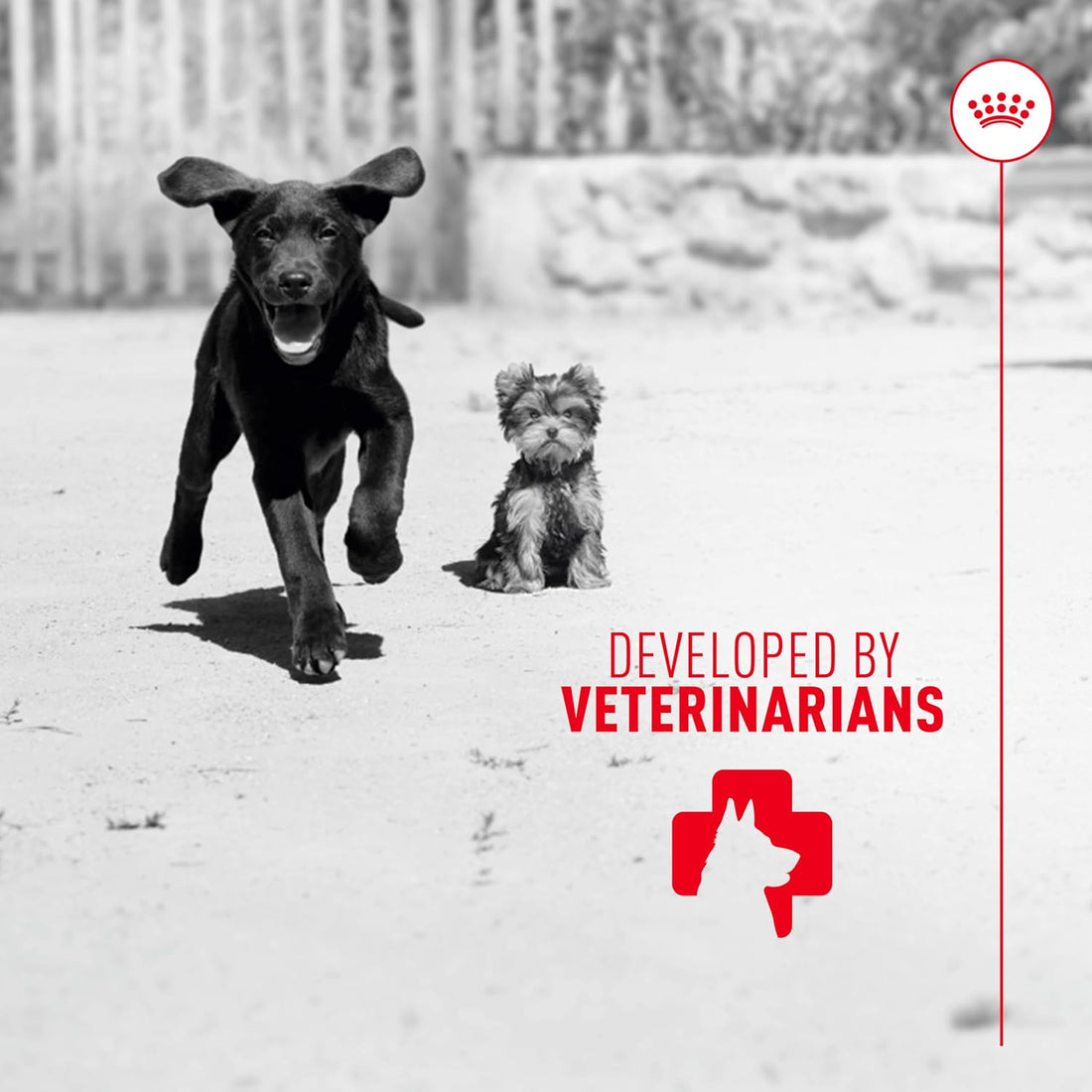 Royal Canin Puppy Supplement Soft Chews for Immunity & Digestion